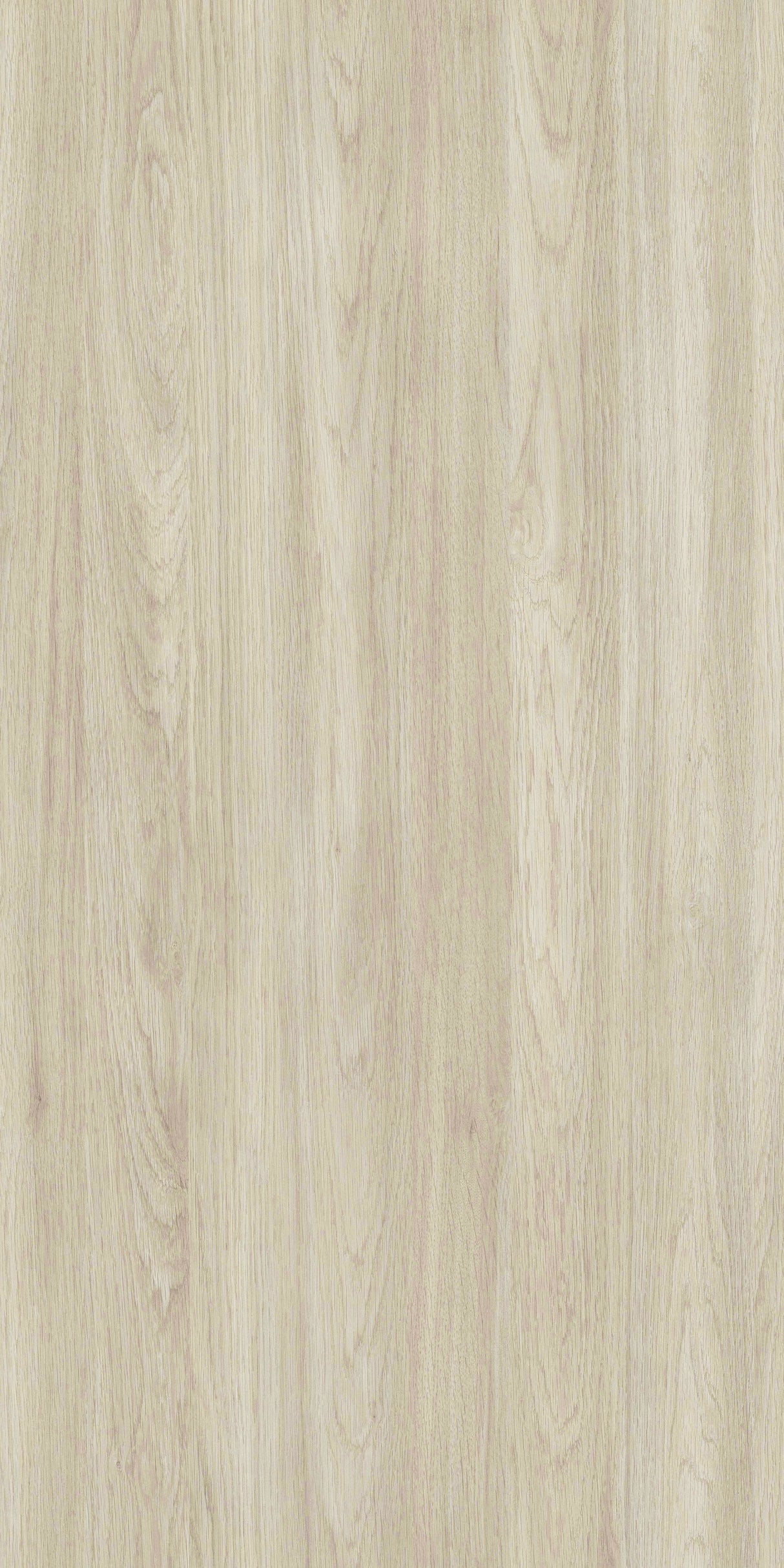 Nebraska Oak